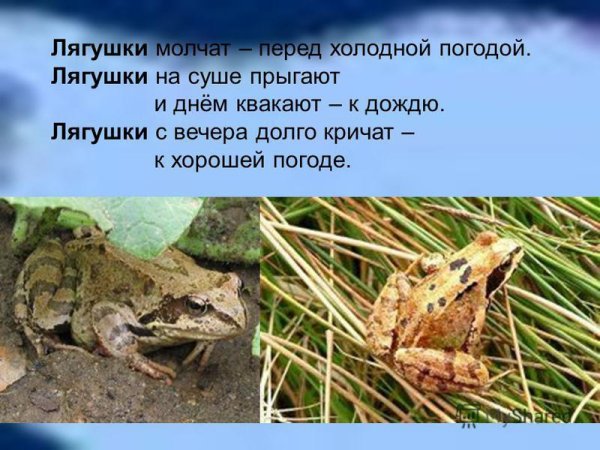 Примета Жабы