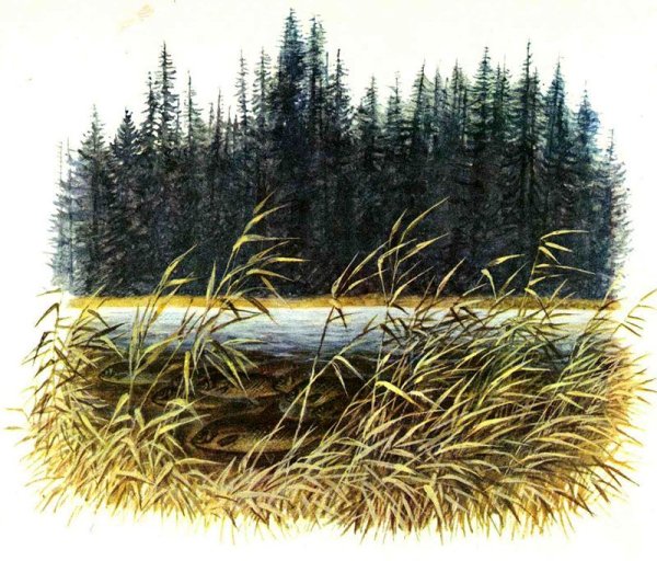 Васюткино озеро