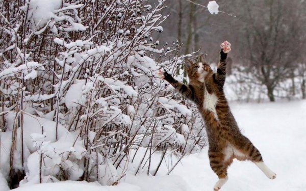 Котик в снегу