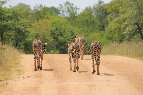 Парк National Kruger Park