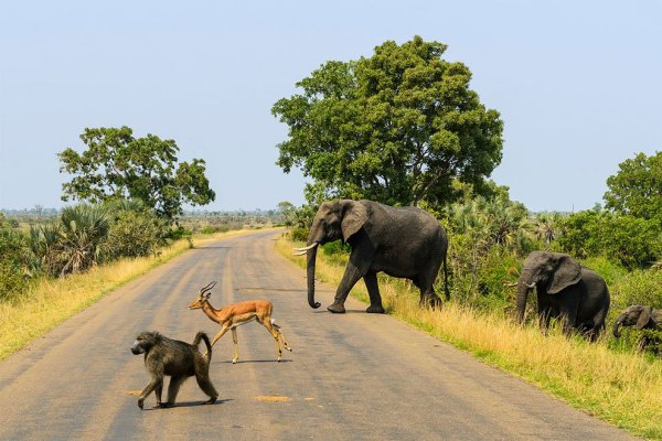 Национальный парк Крюгер (Kruger National Park)