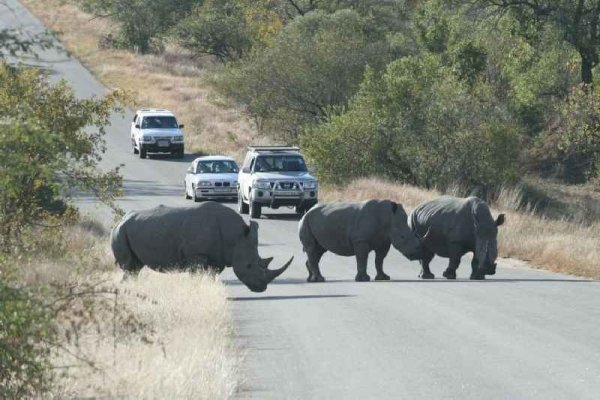 Национальный парк Крюгер (Kruger National Park)