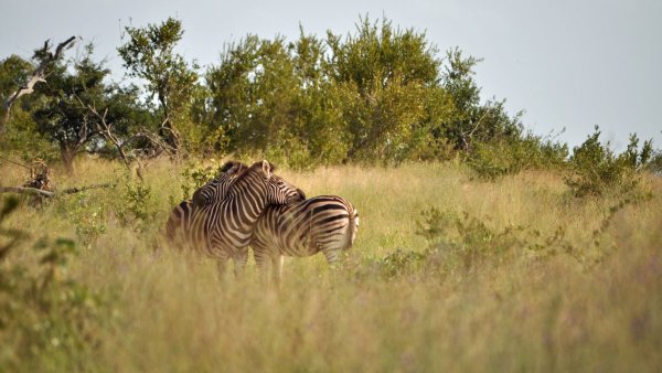 Парк National Kruger Park