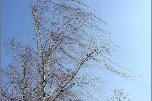 Сильный ветер весной