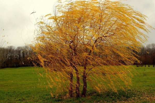 Ветреная осень