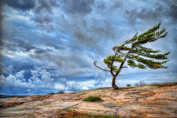 Дерево на ветру