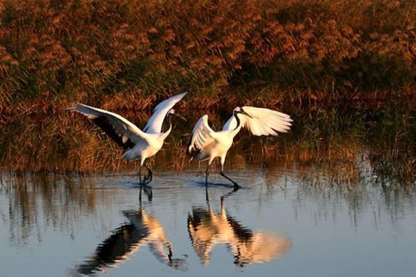 Муравьевский заповедник в Амурской области