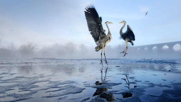 Отражение птиц в воде