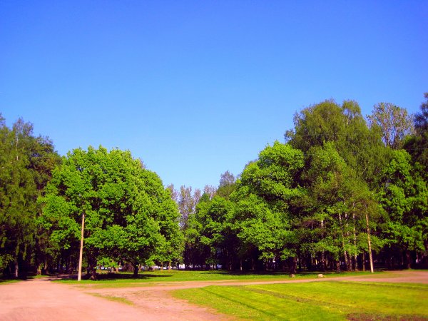 Дерево удельный парк