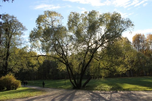 Смотровая площадка удельный парк