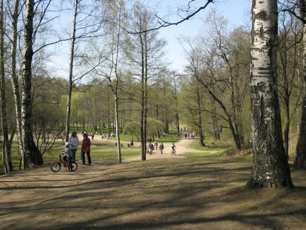 Парк на Удельной СПБ Сосновый