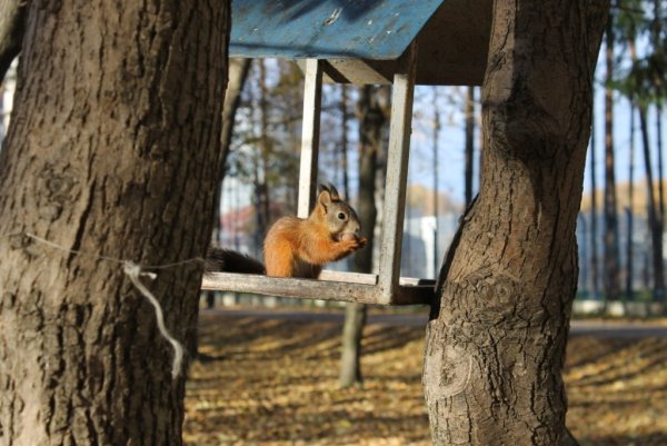 Удельный парк осенью