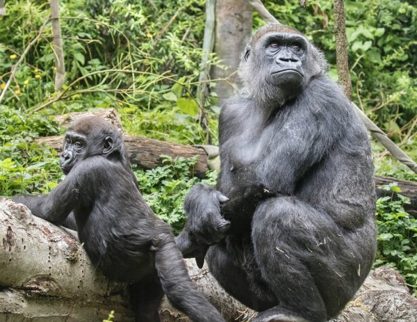 Экзотик парк горилла мир