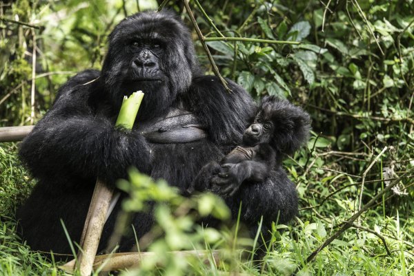 Парк Бвинди шимпанзе