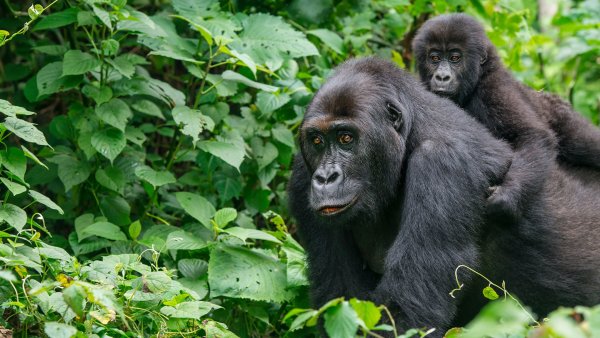 Республика Конго горилла