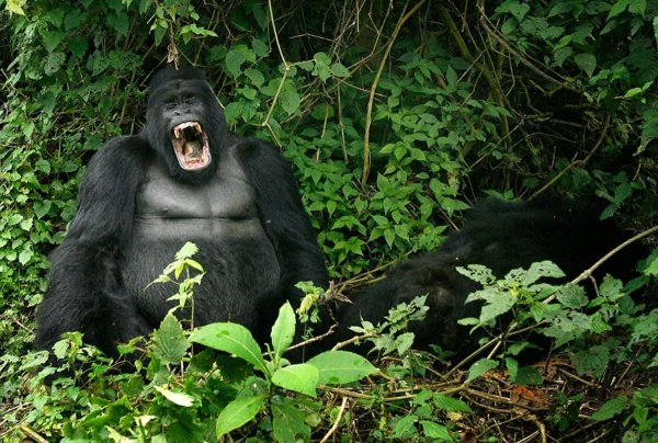 Вирунга самец гориллы