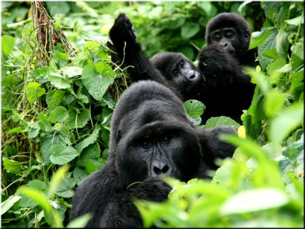 Национальный парк Бвинди