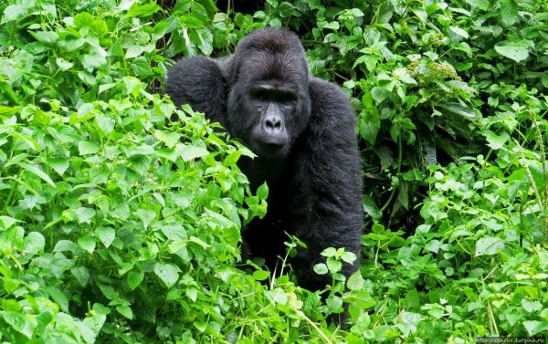 Национальный парк НЕПРОХОДИМЫЙ лес Бвинди