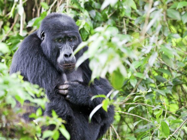 Национальный парк Бвинди животные