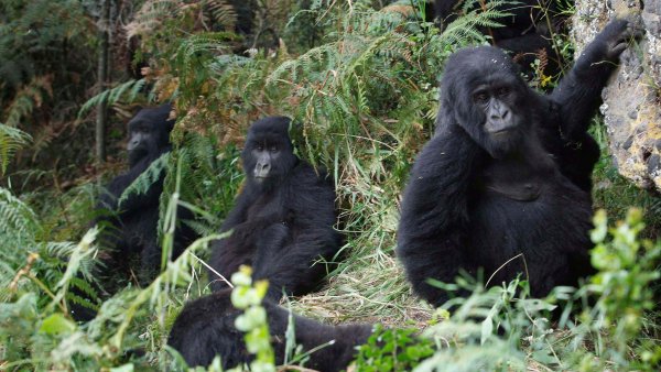 Животные национального парка Вирунга