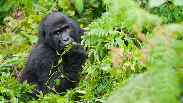 Восточная горилла