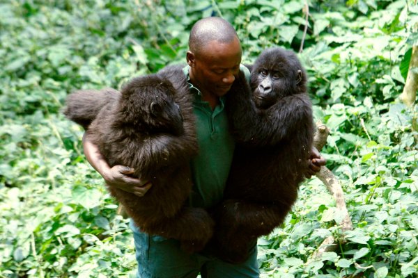 Селфи с гориллами Virunga