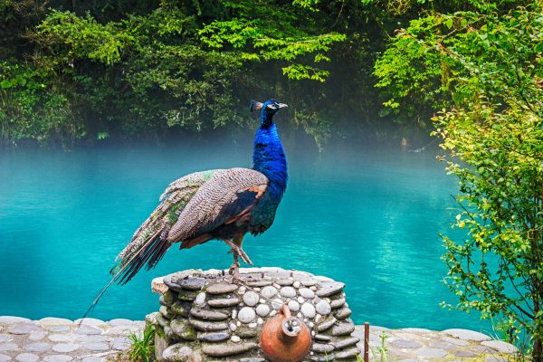 Голубое озеро Абхазия Павлины