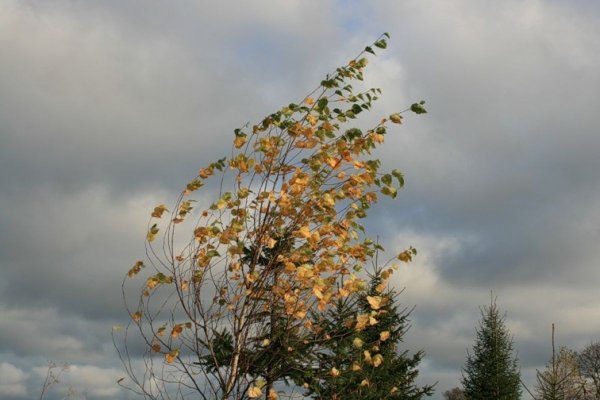 Осенний ветер