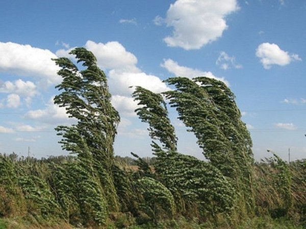 Ветер в лесу