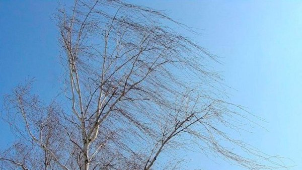 Ветер весной