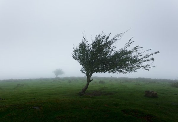 Дерево на ветру