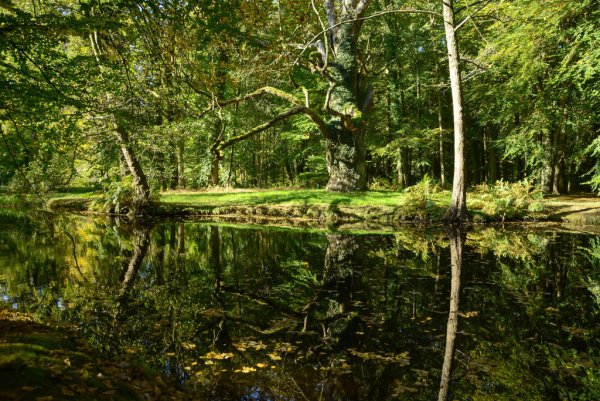 Анатолий Константинович Лядов волшебное озеро