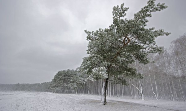 Ветер зимой