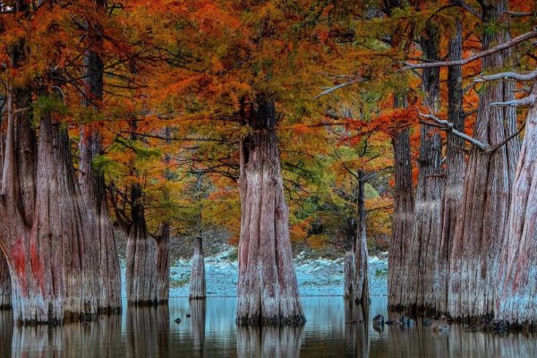 Сукко озеро с кипарисами