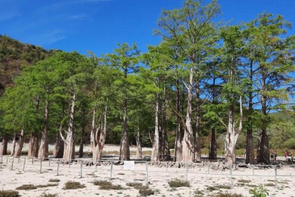 Роща болотного кипариса Анапа