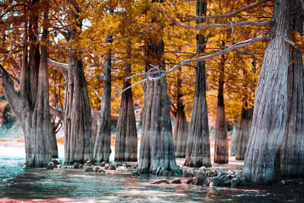 Кипарисовое озеро Сукко Краснодарский край