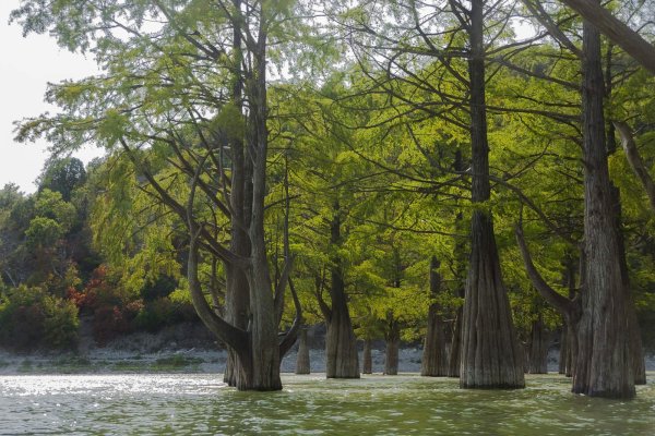 Кипарисовая роща Анапа