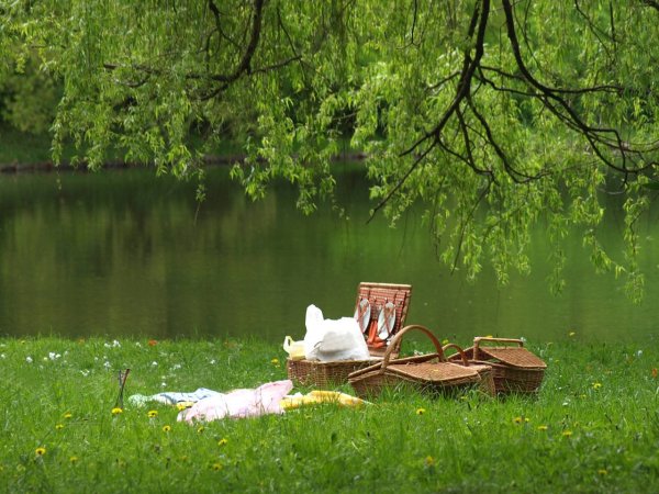 Пикник в лесу