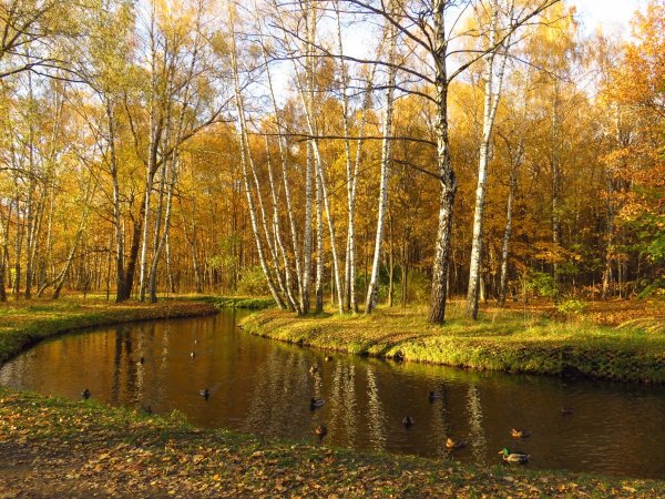 Алексеевский лесопарк Лосиный остров