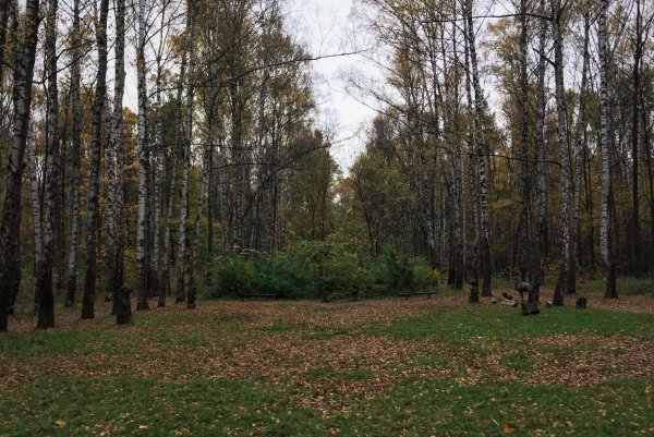 Парк Сокольники Лосиный остров
