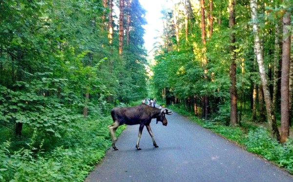 Лосиный остров национальный парк Москва