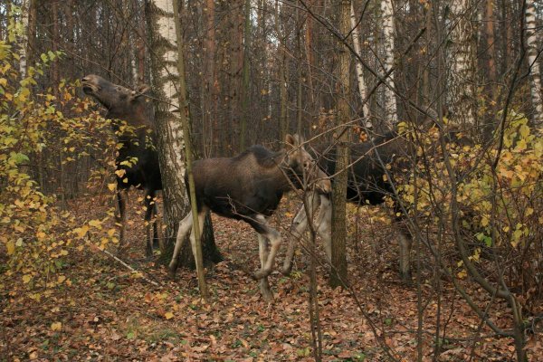 Парк заповедник Лосиный остров