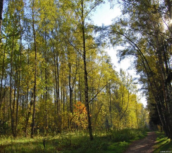 Лосиноостровский парк