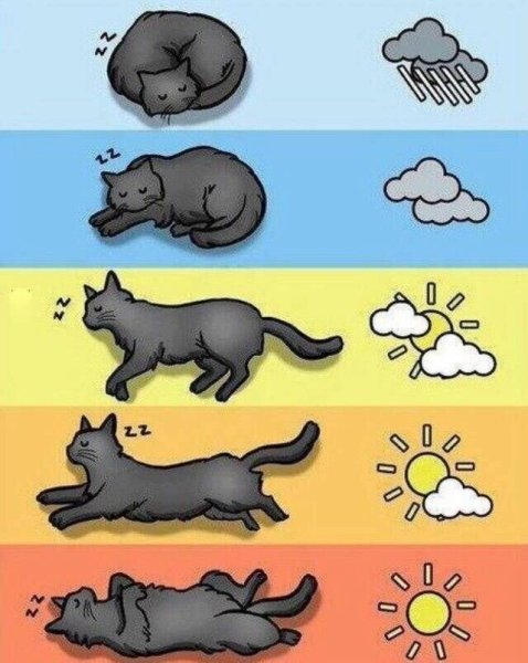 Как определить погоду по кошке