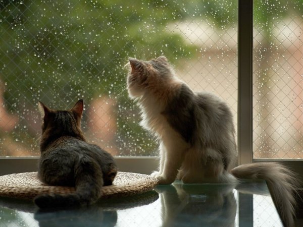 Дождь за окном