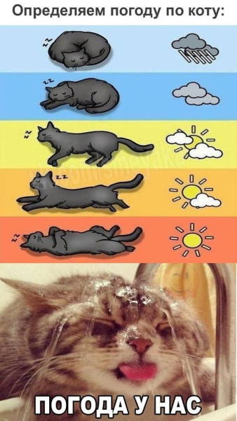 Определяем погоду по кошке