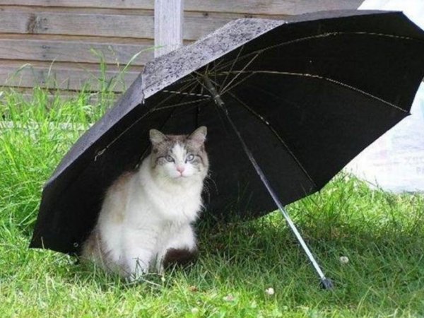 Котик с зонтиком