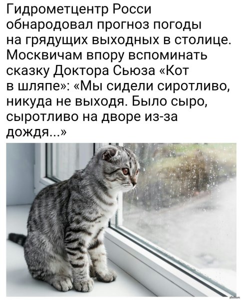 Кошачья погода