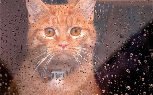 Котики дождь