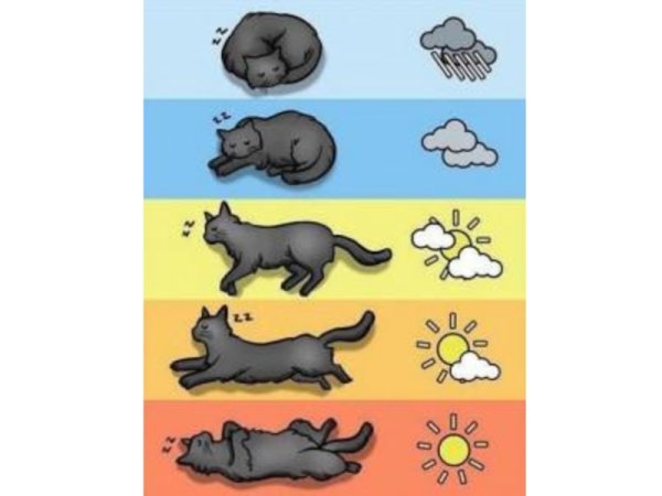 Кошки предсказывают погоду